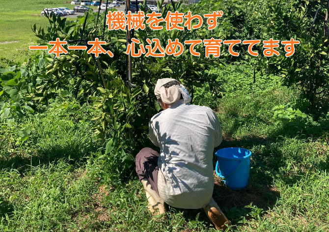 効率よりも「品質」を重視した栽培体制