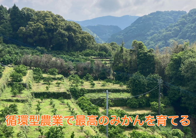 循環型農業で最高のみかんを育てる